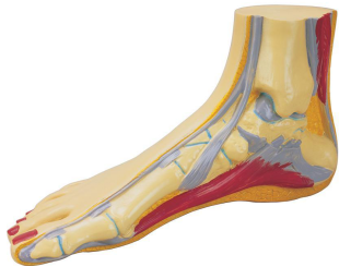 1532050901929082rRGG.png 圖片160.png